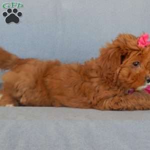 Penny, Cavapoo Puppy